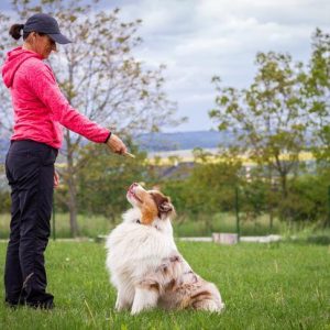 Animal trainer giving snack reward to dog after training. Woman and Australian shepherd