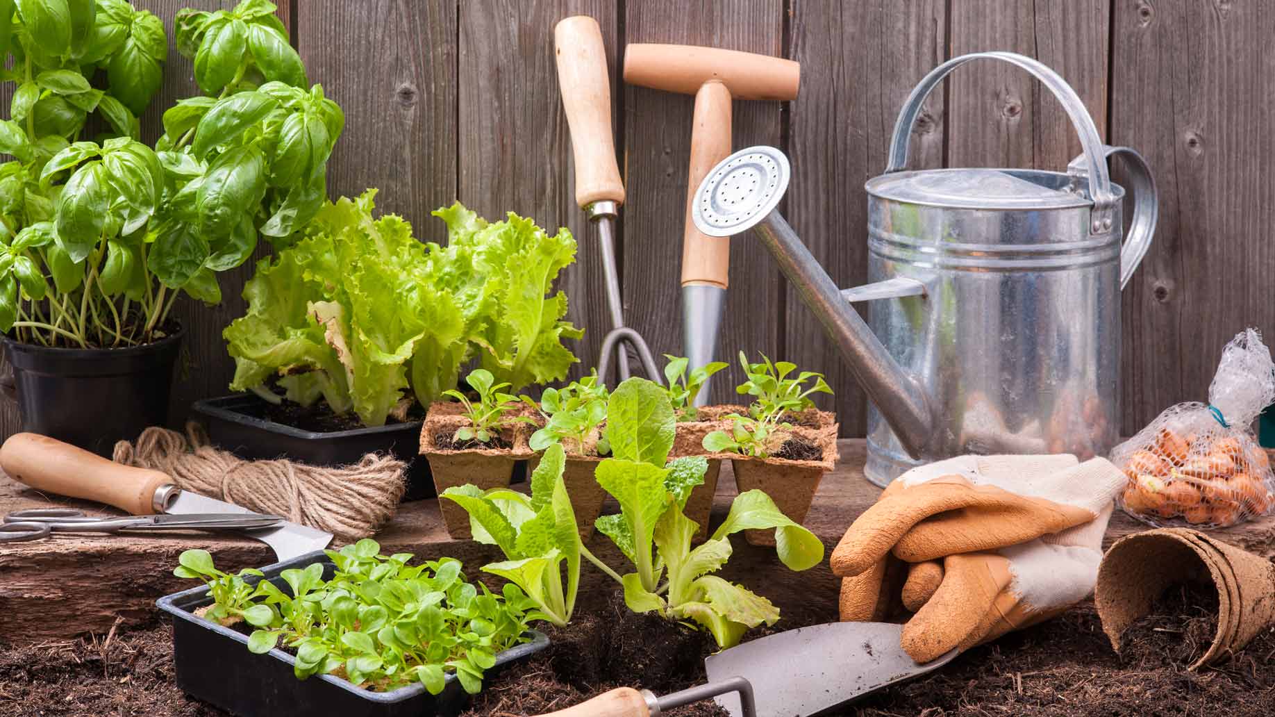 Best Simple Garden Tips and Ideas