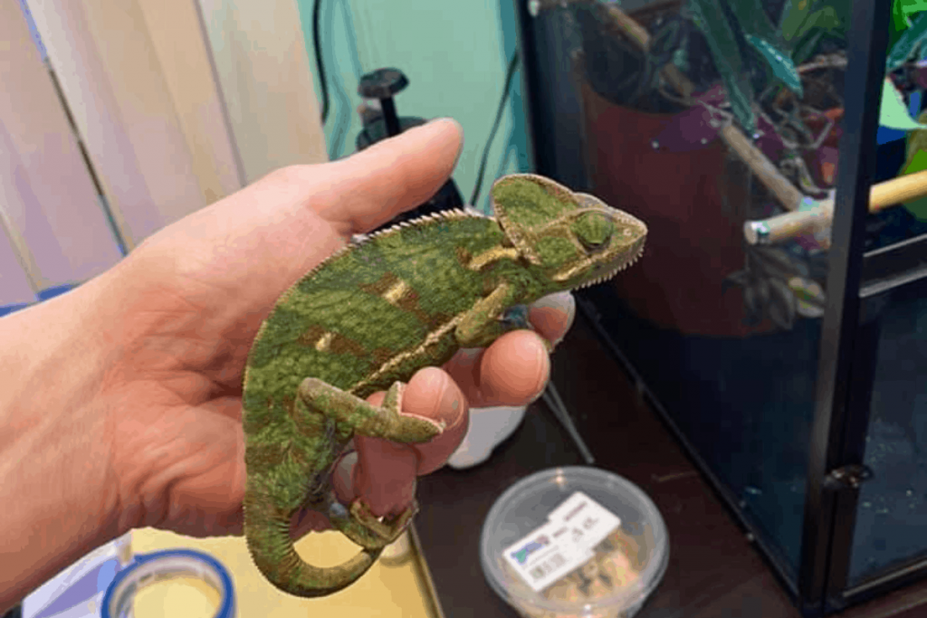 Do chameleons like to be petted